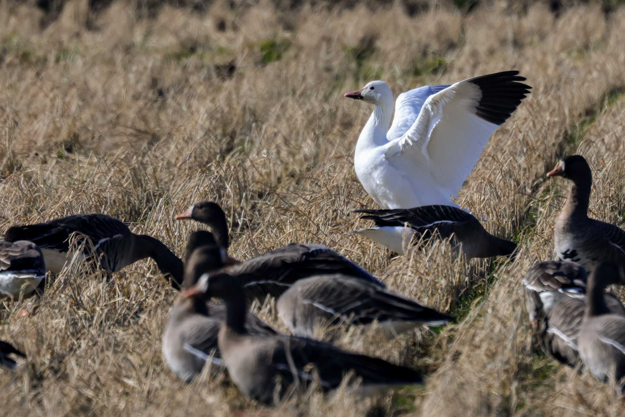 Photo of Snow Goose at 大潟水と森公園 by トビトチヌ