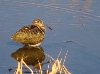 Greater Painted-snipe 大根川 Mon, 2/12/2024