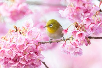 Warbling White-eye 荏原神社 Wed, 2/14/2024