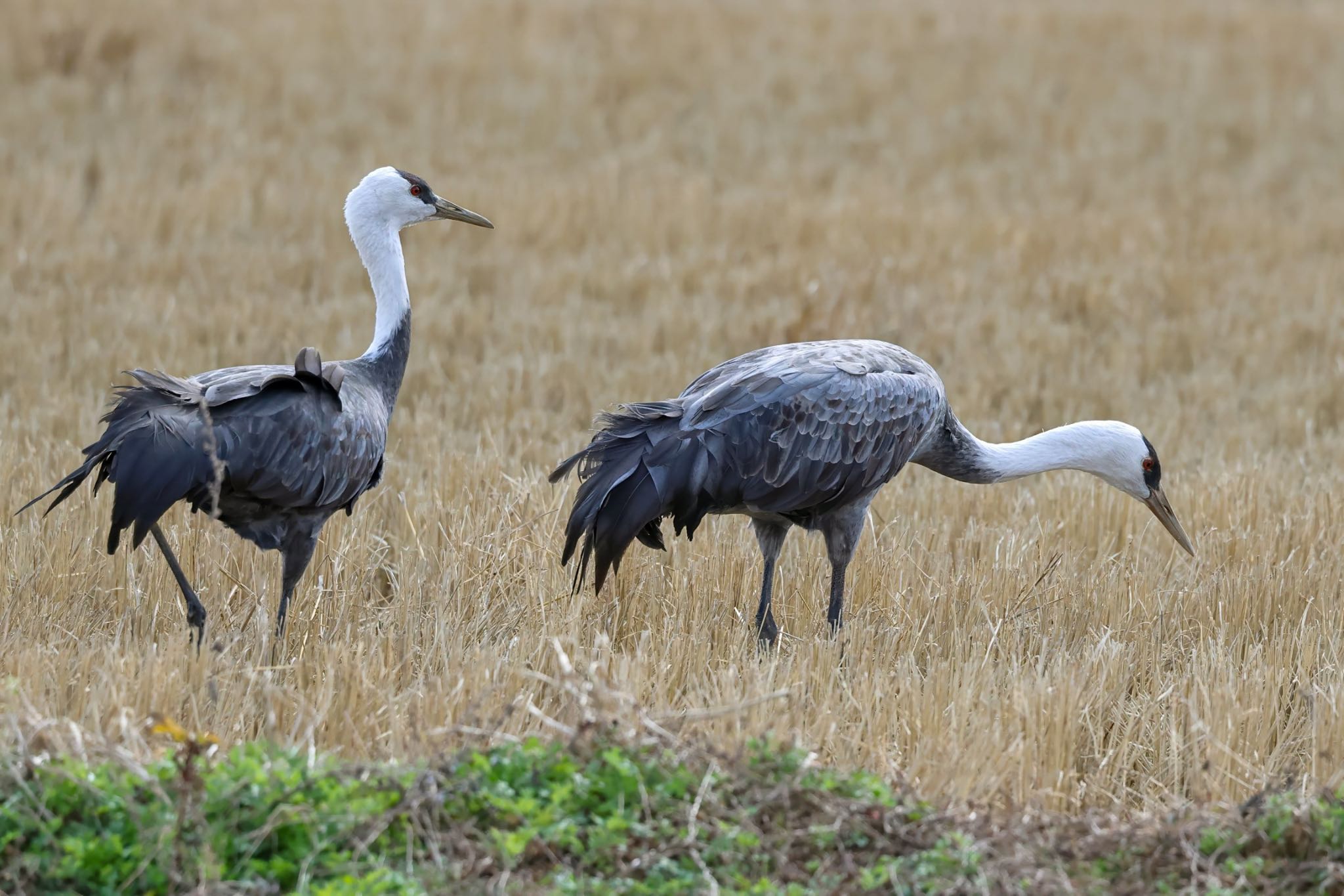 Photo of Hooded Crane at Izumi Crane Observation Center by amachan