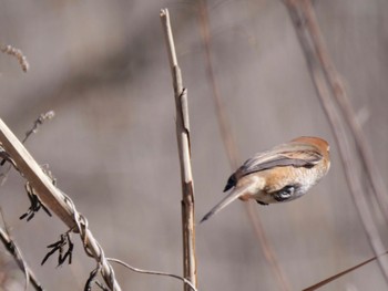 Bull-headed Shrike 麻機遊水地 Tue, 2/13/2024