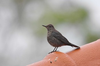 イソヒヨドリ プーキィアオ野生動物保護区 2020年2月10日(月)