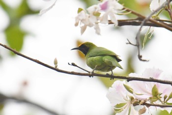 キビタイコノハドリ プーキィアオ野生動物保護区 2020年2月10日(月)