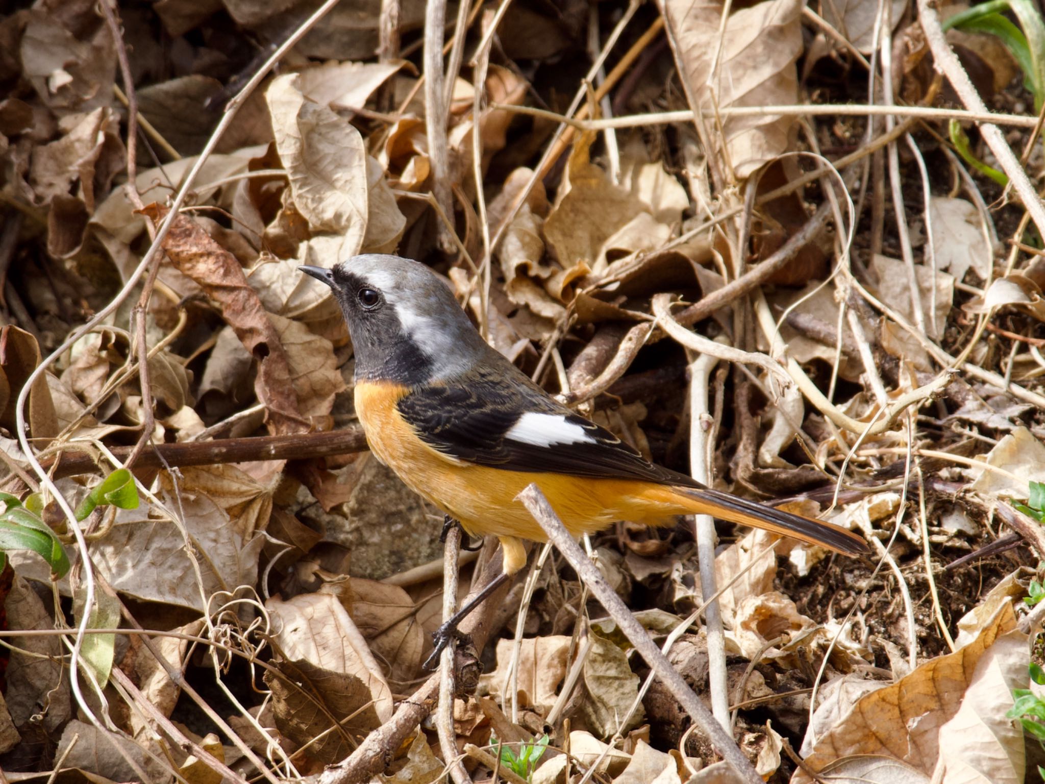 Photo of Daurian Redstart at つくし湖(茨城県桜川市) by スキーヤー