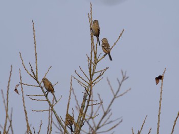 Siberian Long-tailed Rosefinch つくし湖(茨城県桜川市) Thu, 2/15/2024