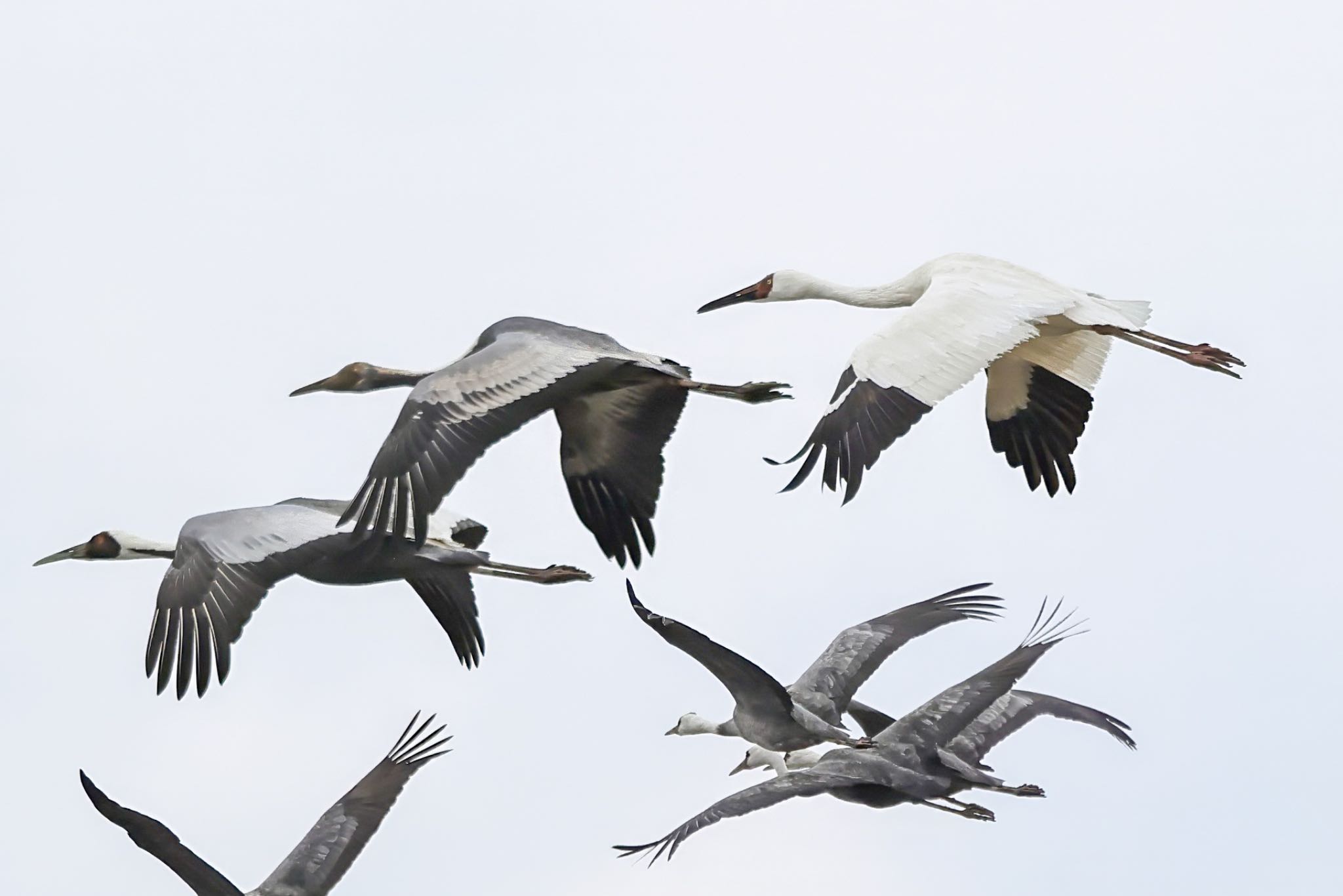 Photo of Siberian Crane at Izumi Crane Observation Center by amachan