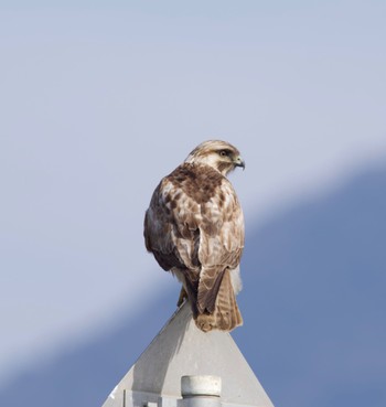 Eastern Buzzard つくば市 Thu, 2/15/2024