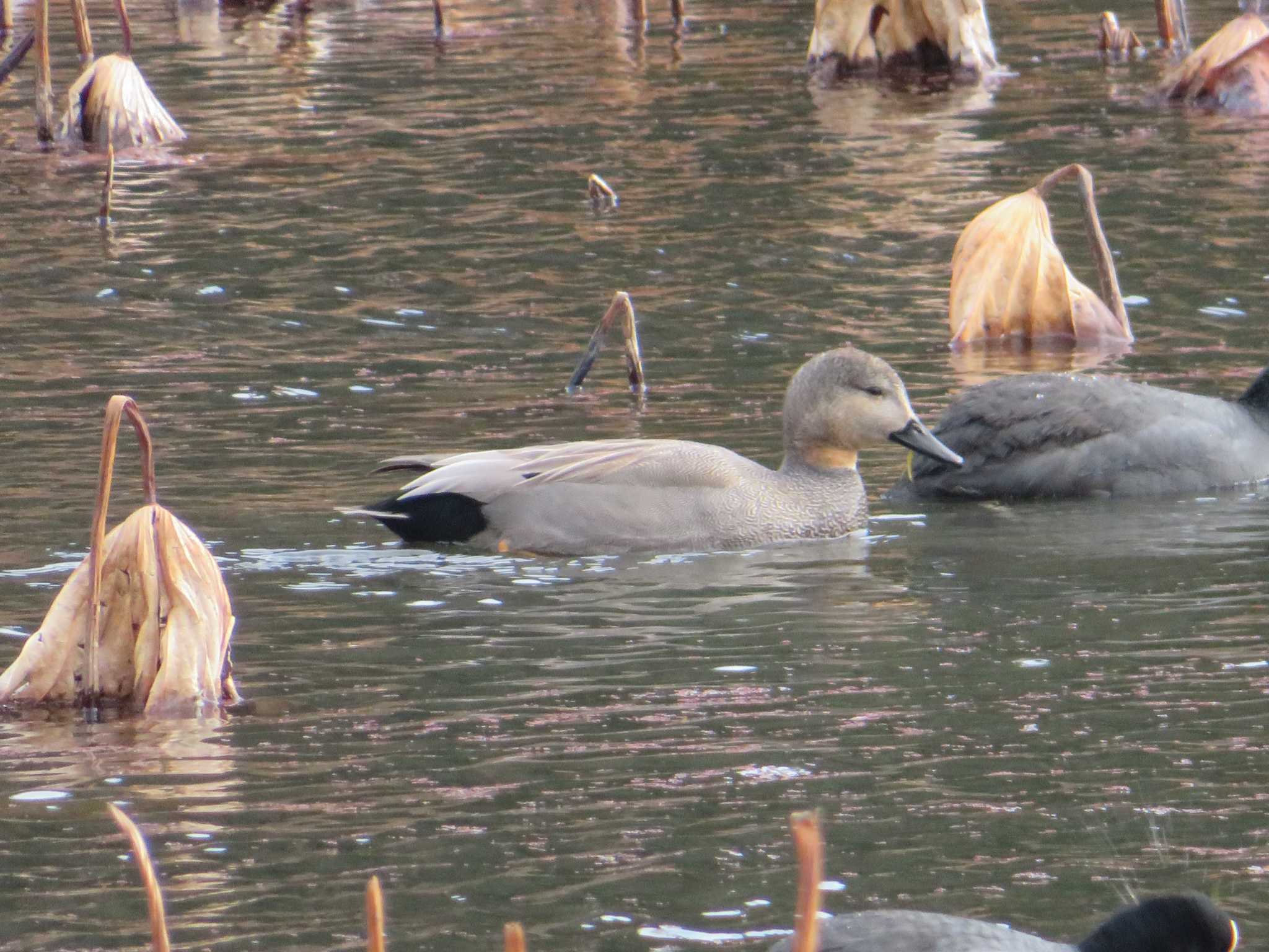 Photo of Gadwall at Hattori Ryokuchi Park by tea break♪