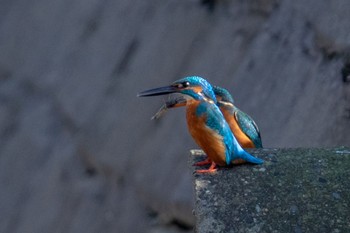 Common Kingfisher Amami Island(General) Thu, 2/15/2024