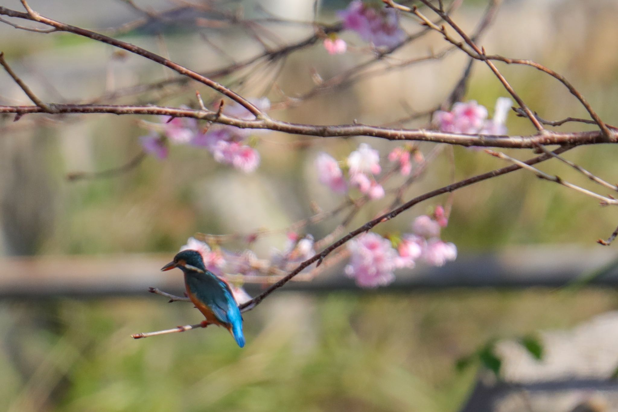 Photo of Common Kingfisher at Amami Island(General) by 東海林太郎