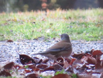 Pale Thrush Hattori Ryokuchi Park Sat, 2/10/2024