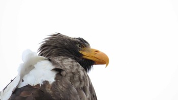 Steller's Sea Eagle Notsuke Peninsula Thu, 2/15/2024