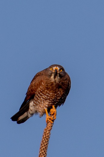 Grey-faced Buzzard Amami Island(General) Thu, 2/1/2024