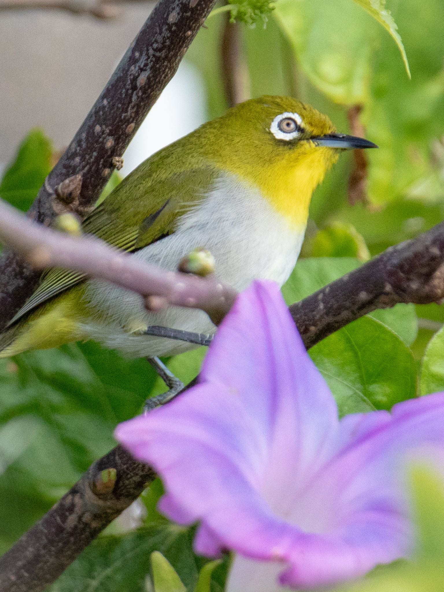 奄美大島 リュウキュウメジロの写真 by 東海林太郎