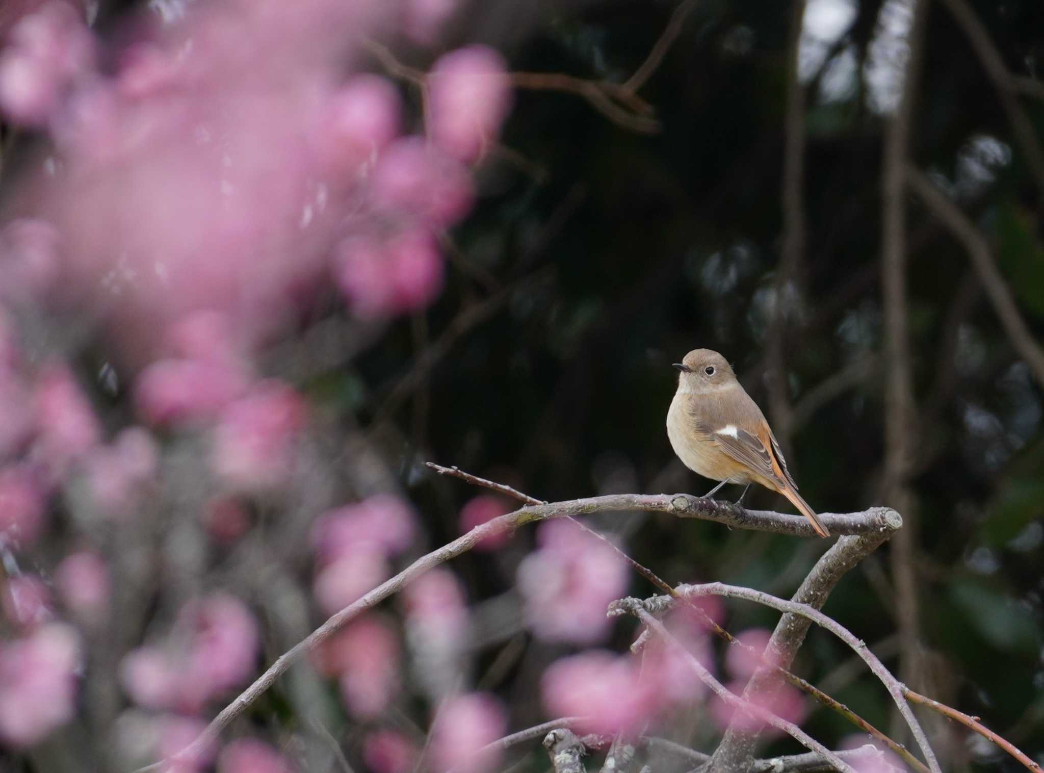 Daurian Redstart