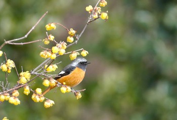 Daurian Redstart 馬見丘陵公園 Mon, 2/12/2024