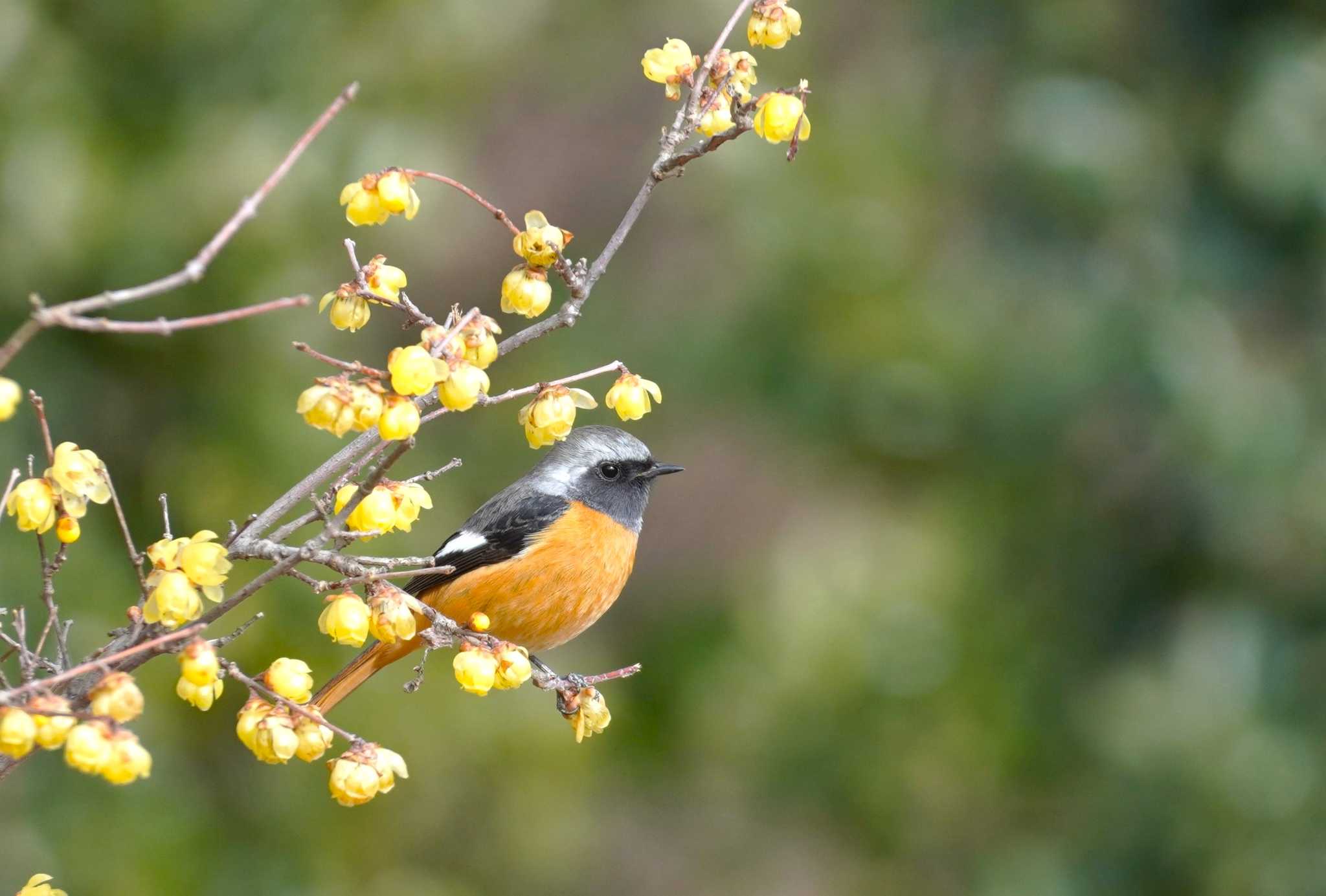 Daurian Redstart