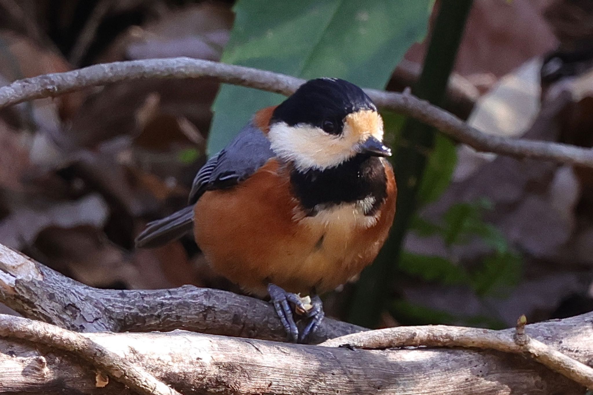 Varied Tit