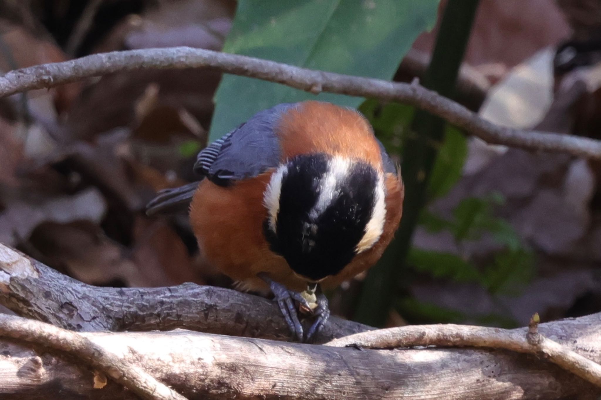 Varied Tit