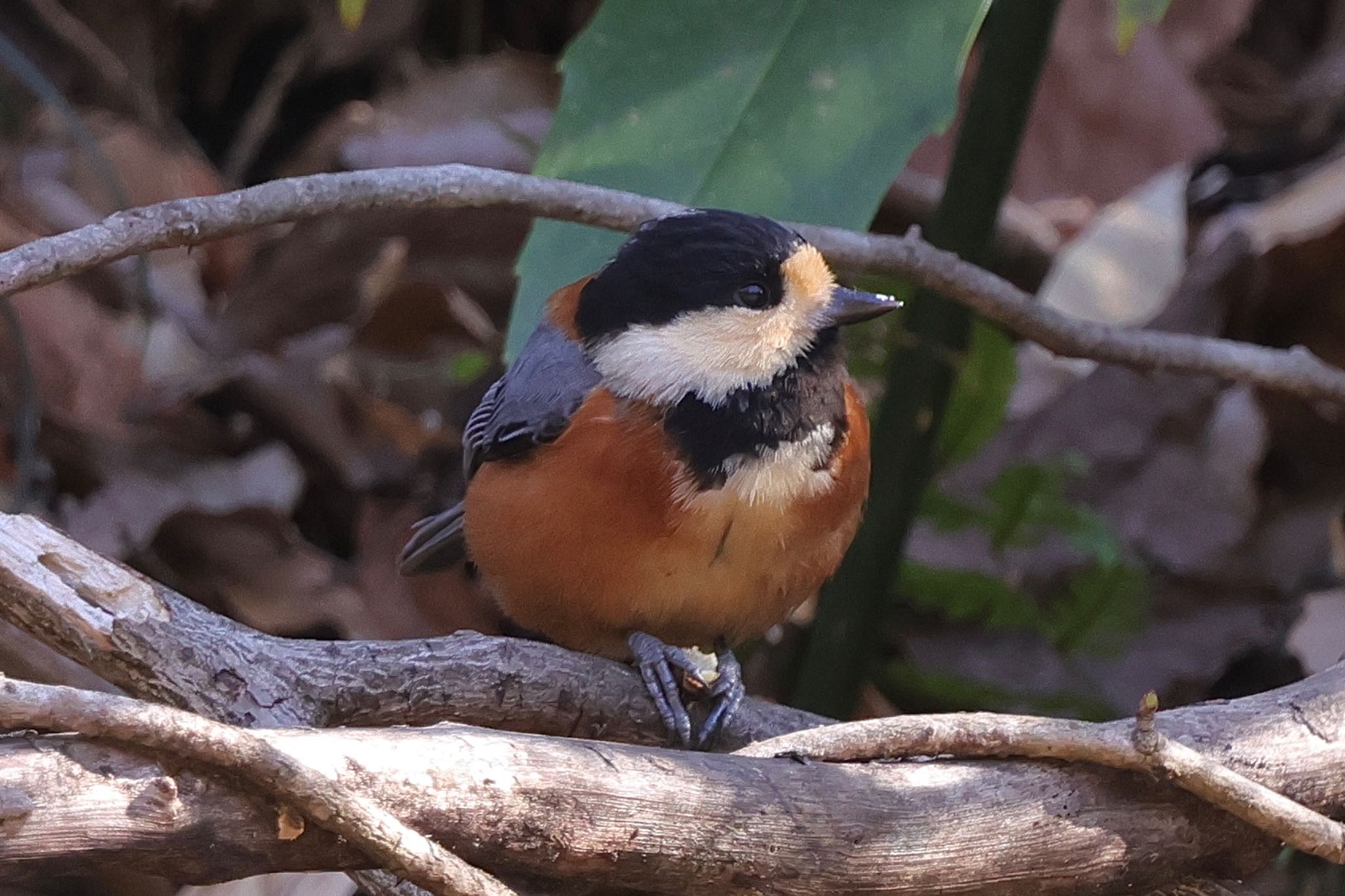 Varied Tit