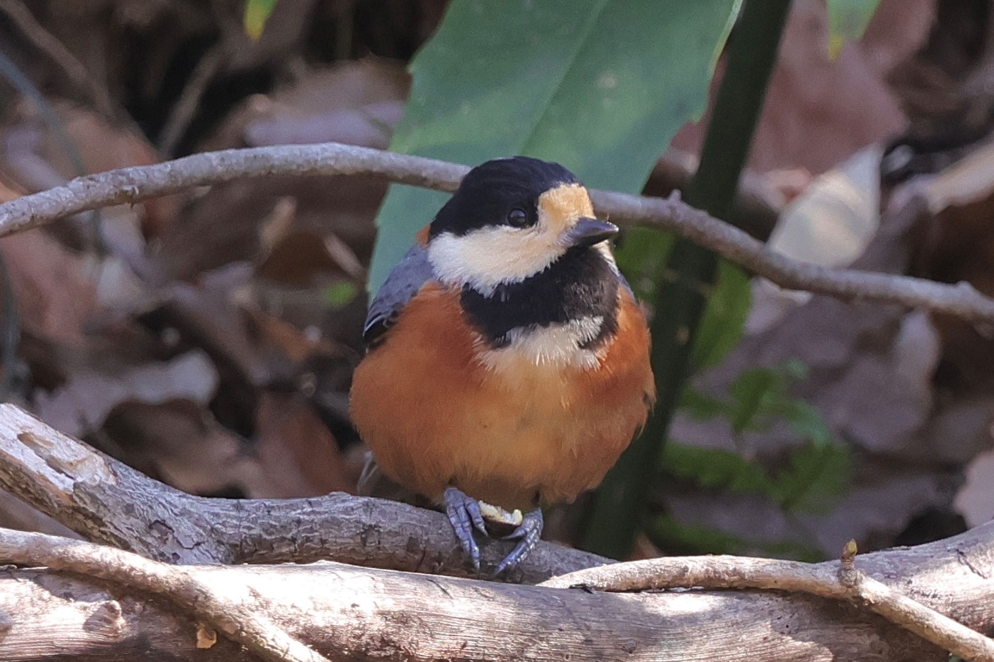 Varied Tit