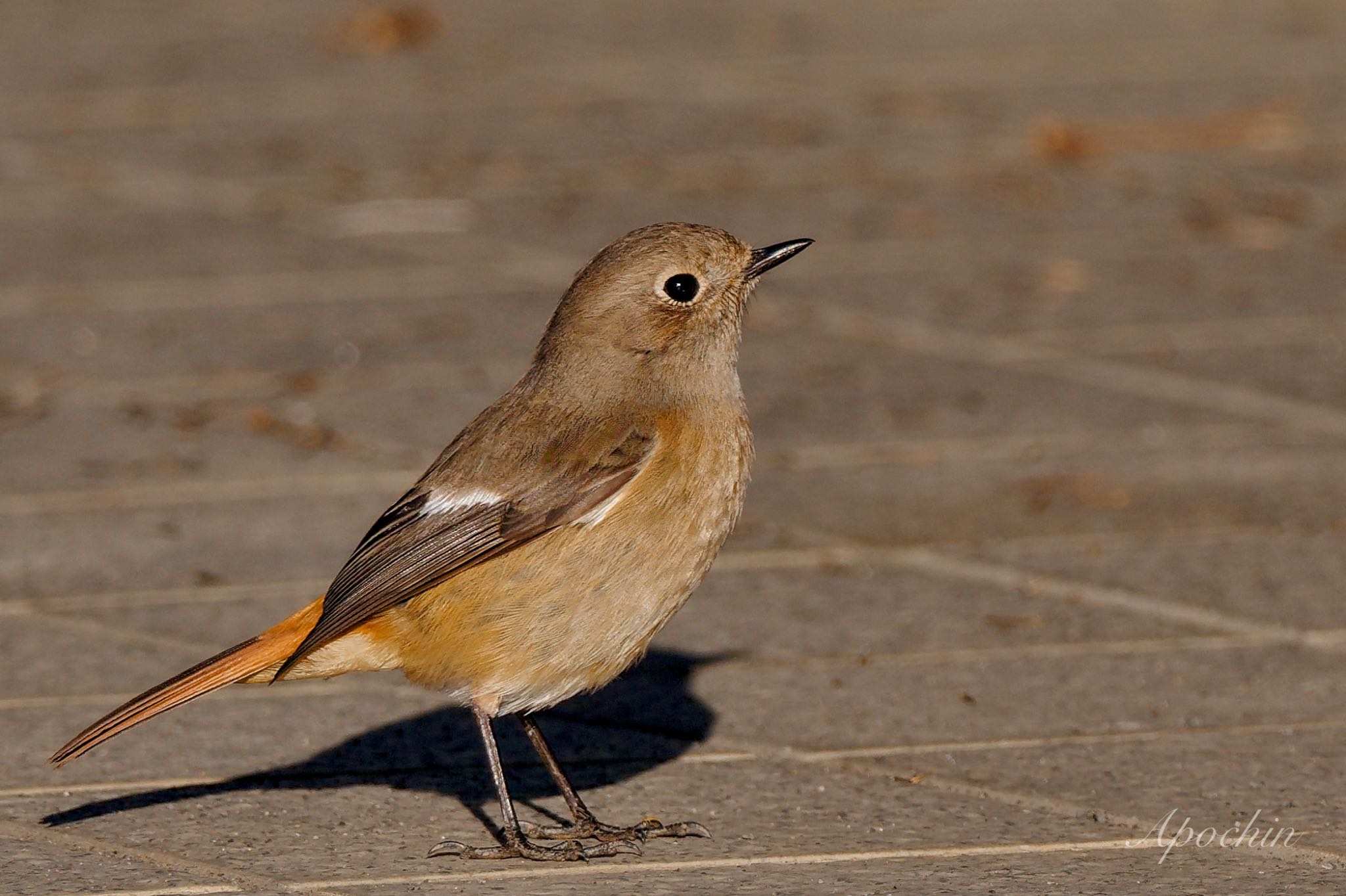 Daurian Redstart