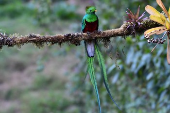 2024年2月12日(月) コスタリカの野鳥観察記録