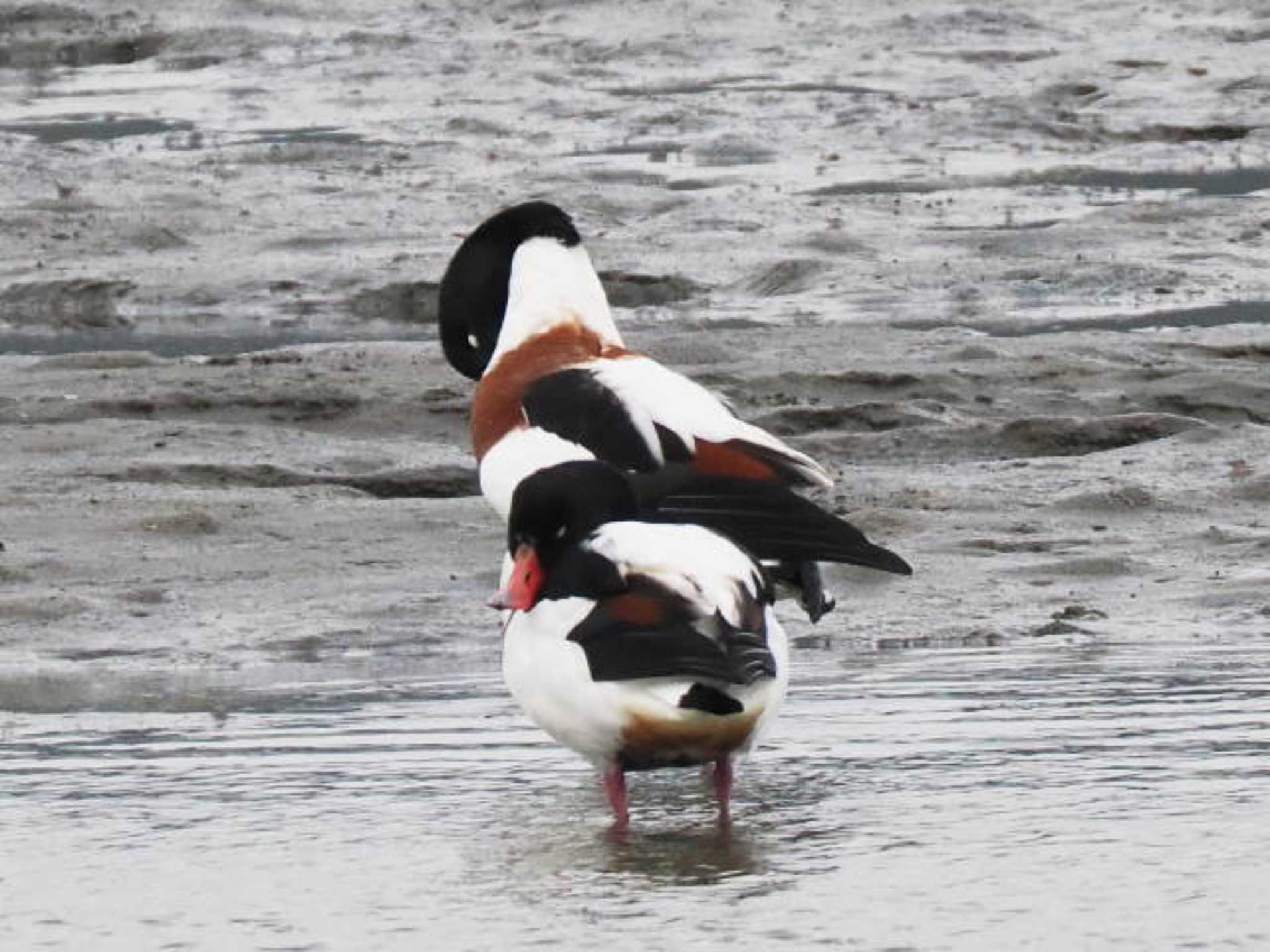 Common Shelduck