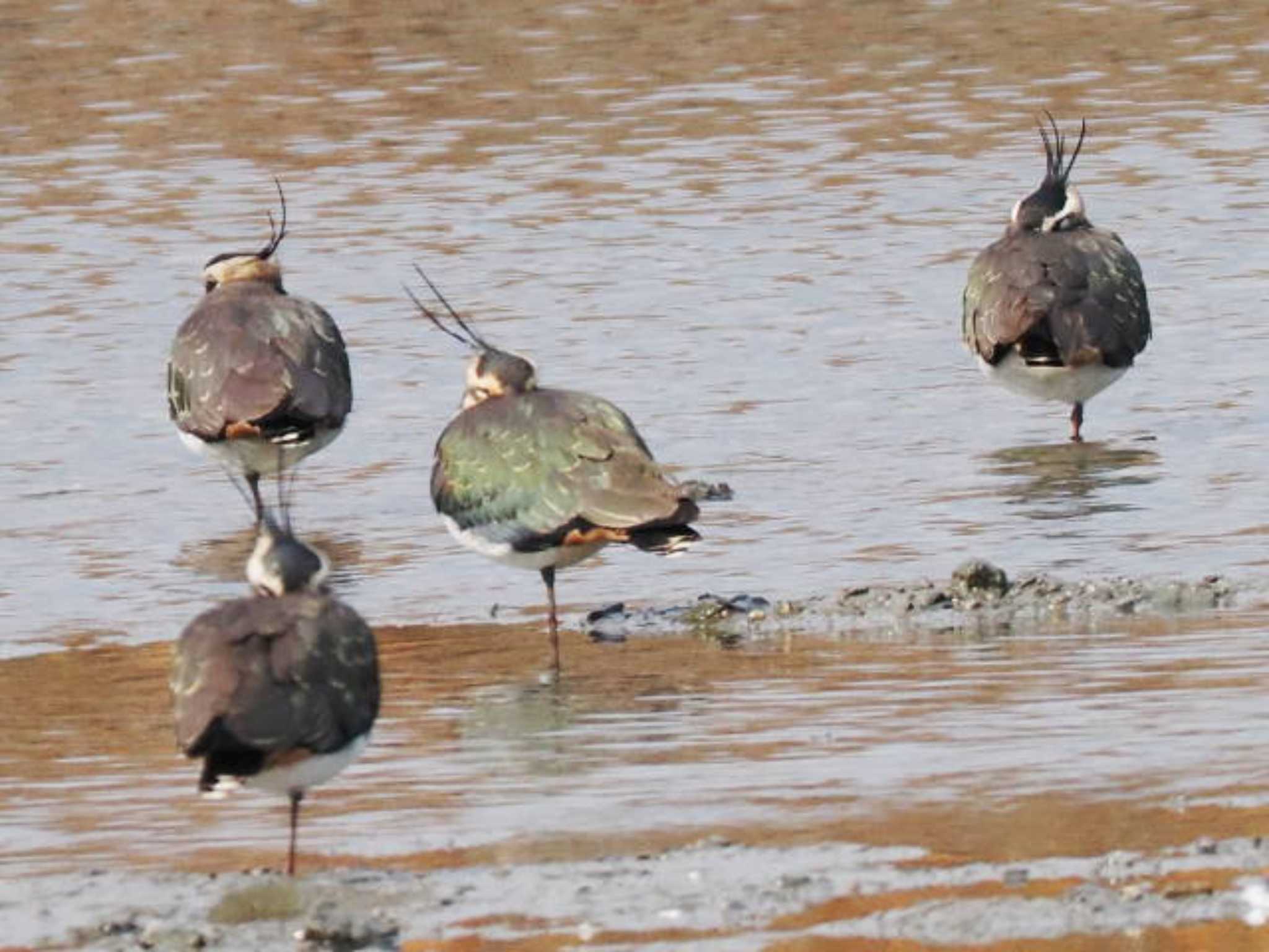 Northern Lapwing