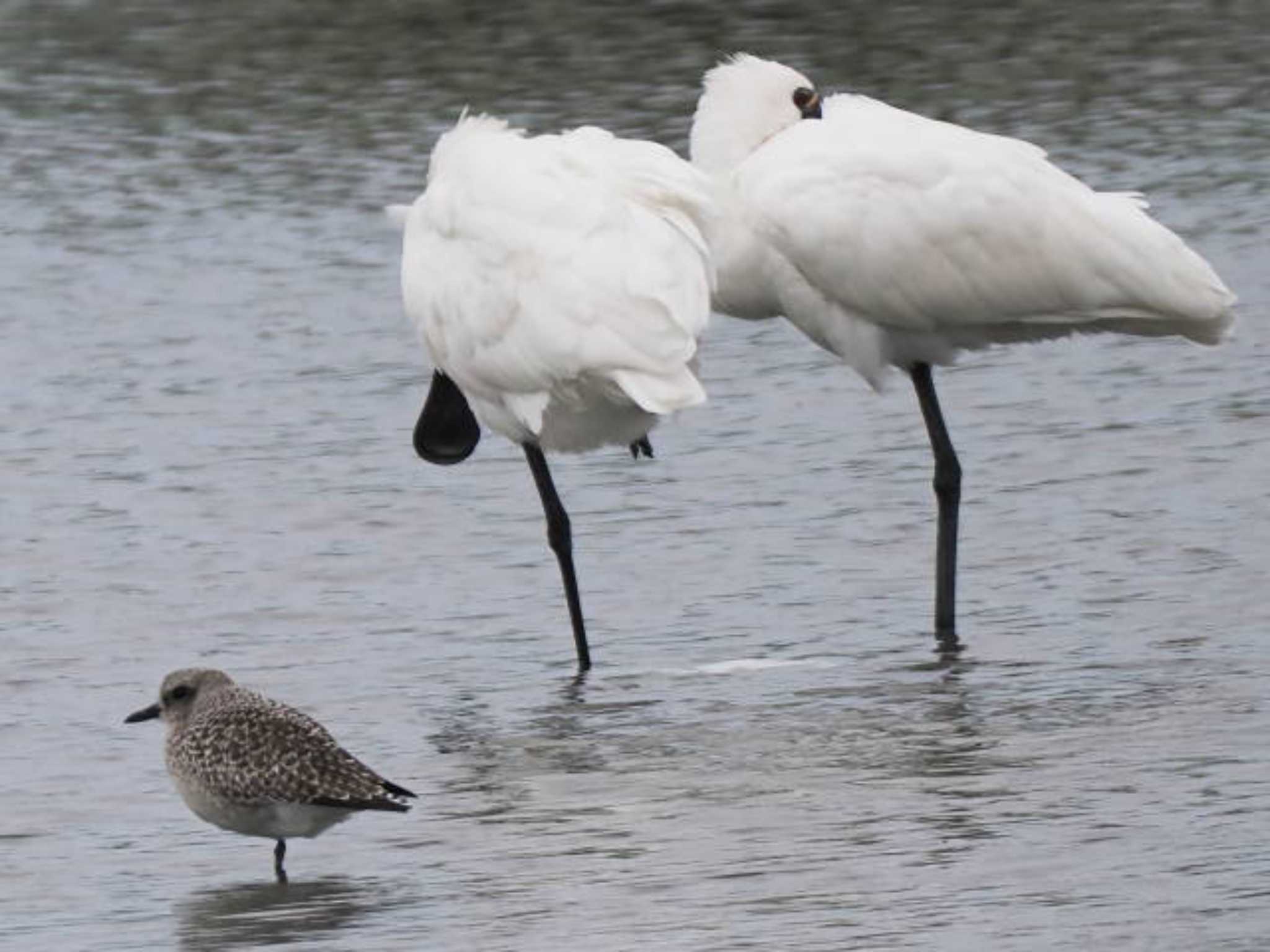 Grey Plover