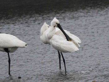 Eurasian Spoonbill 今津干潟 Sun, 12/3/2023