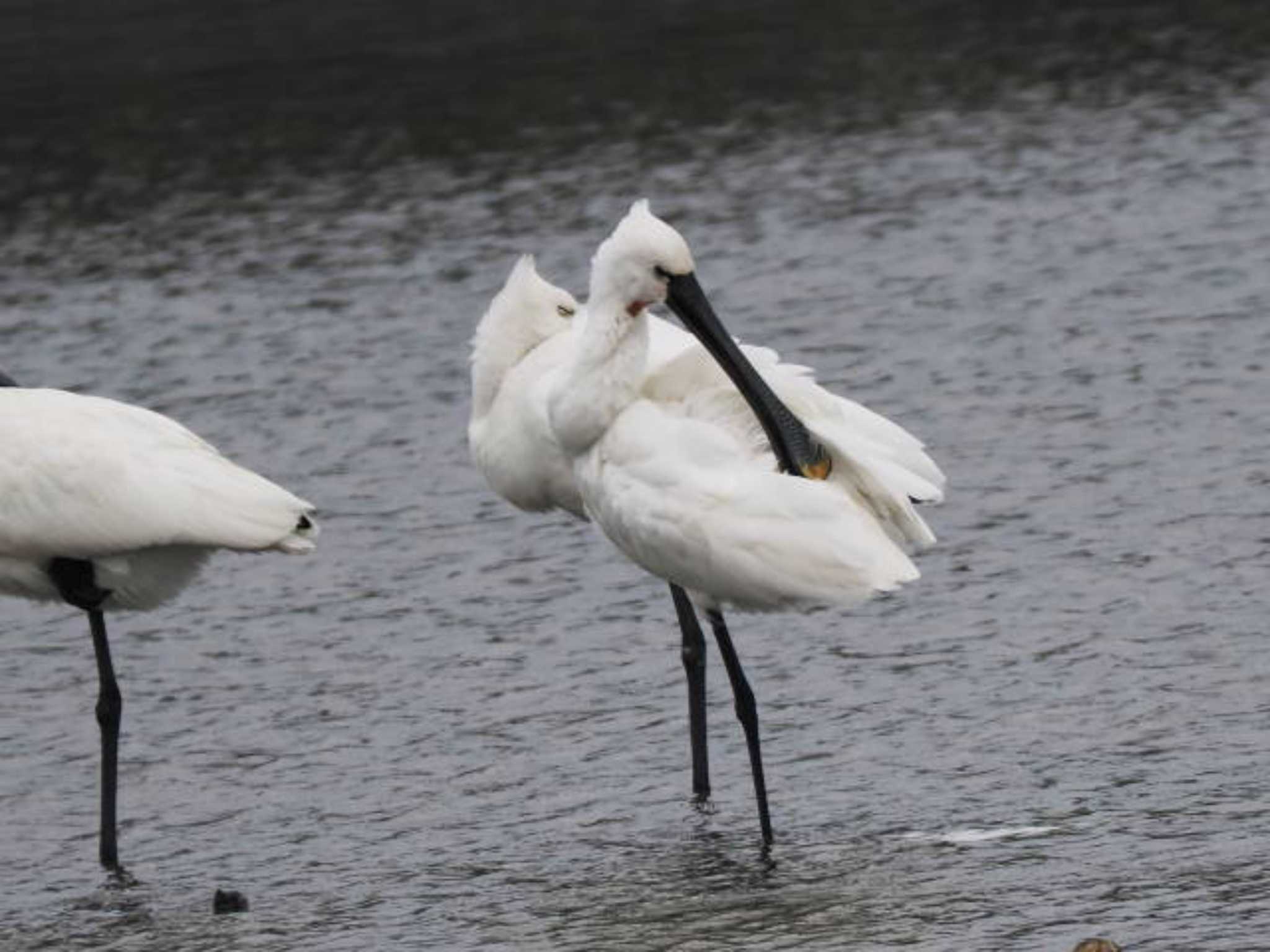 Eurasian Spoonbill