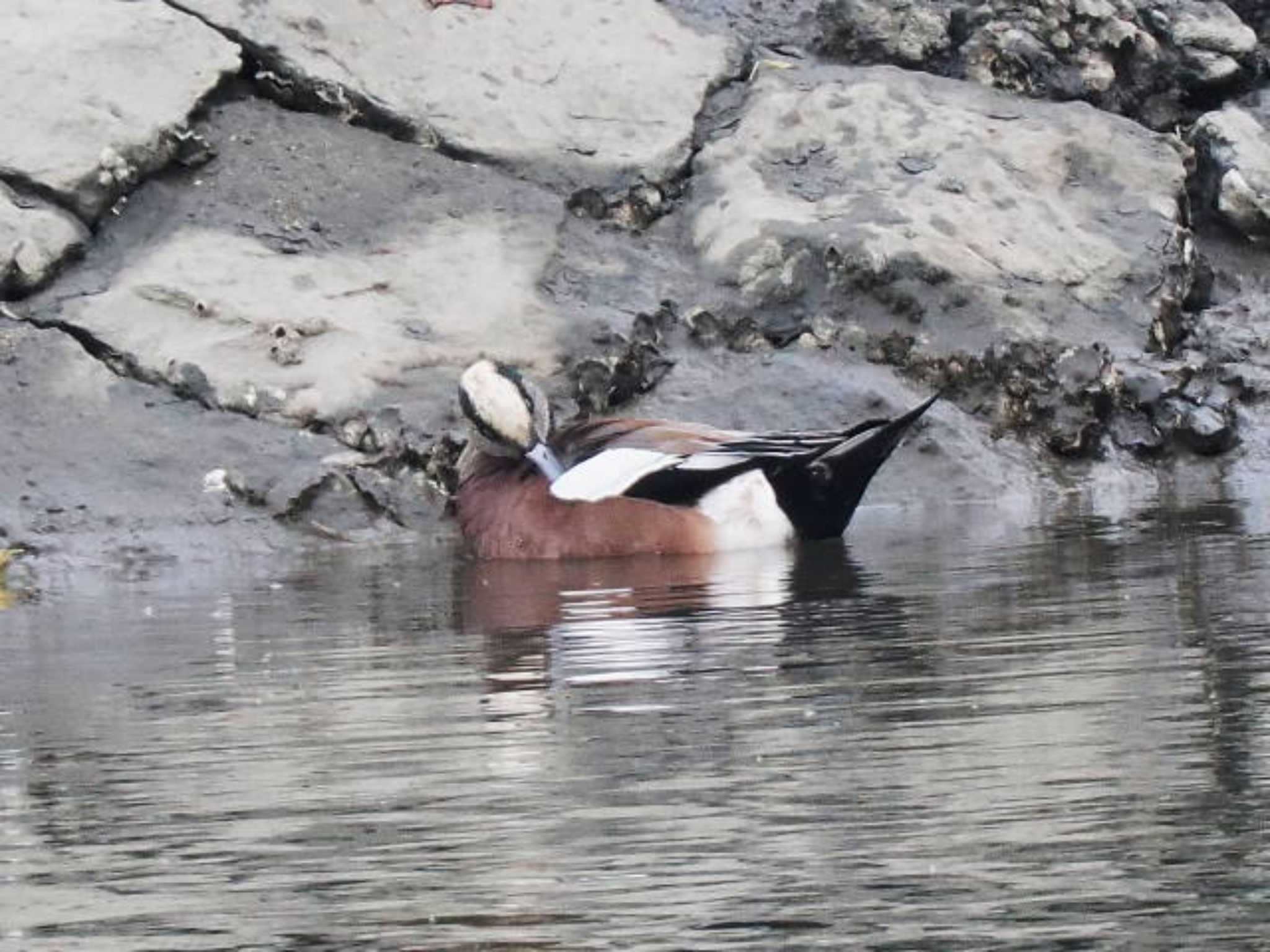 American Wigeon