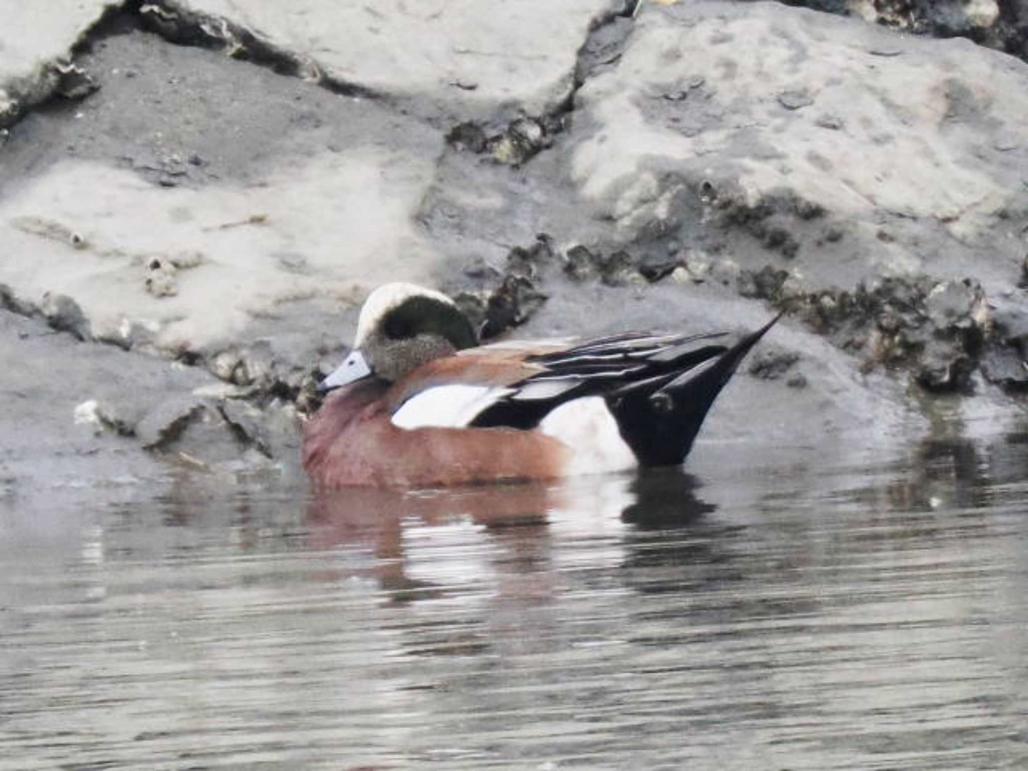 American Wigeon