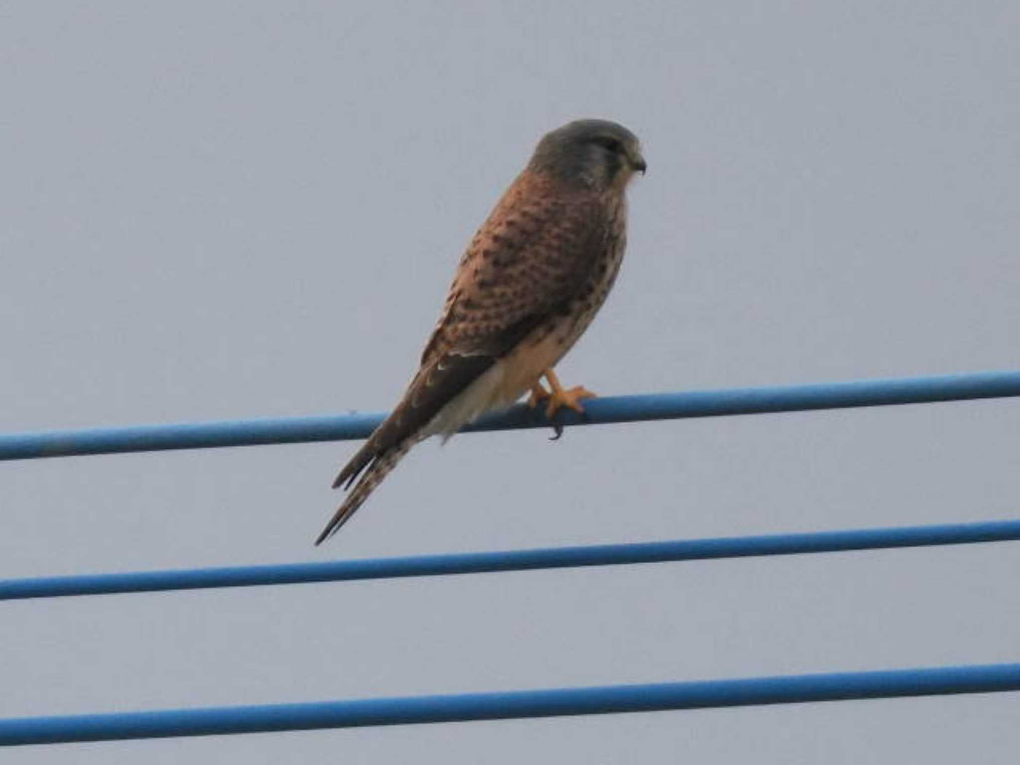 Common Kestrel