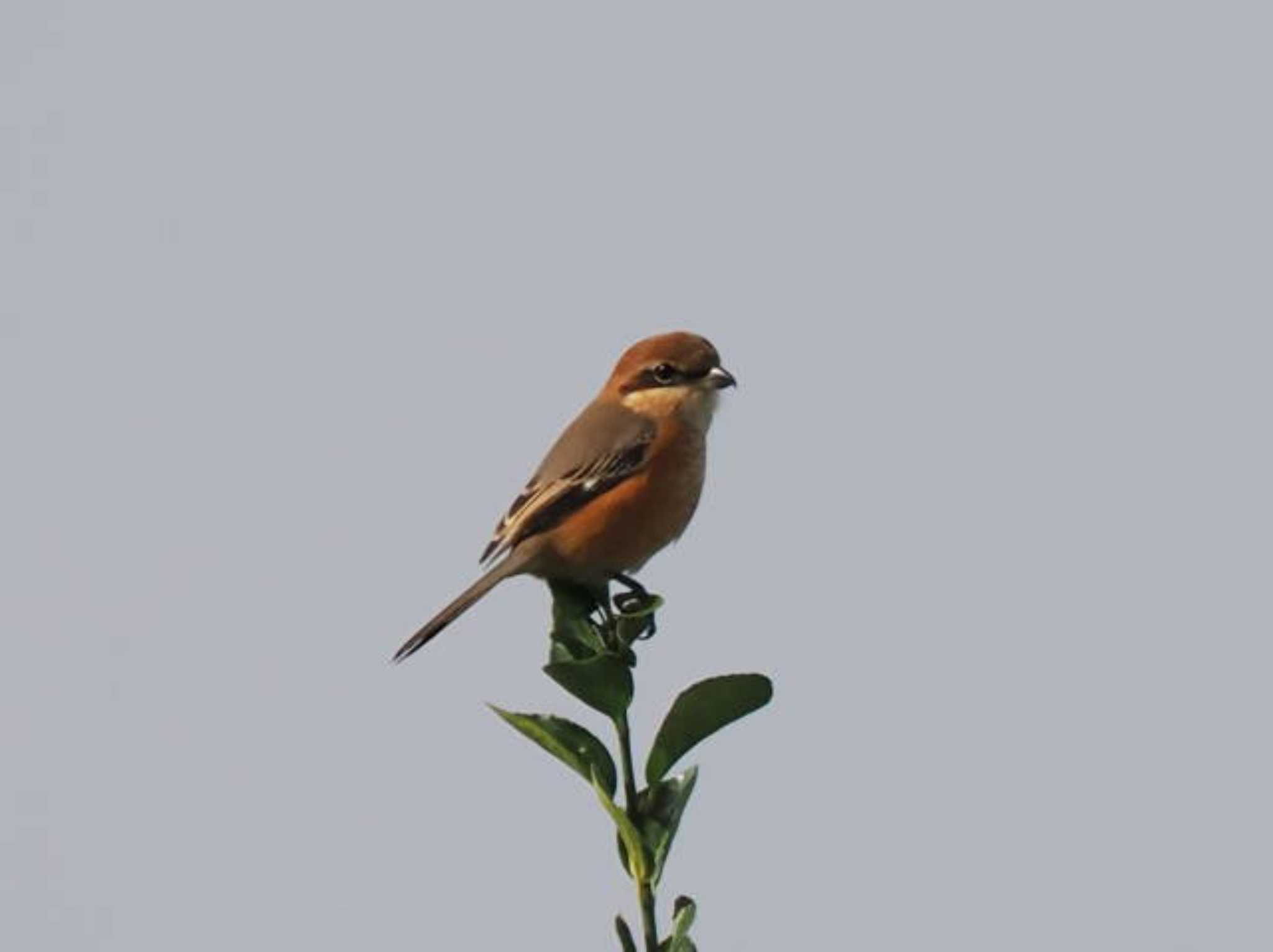 Bull-headed Shrike