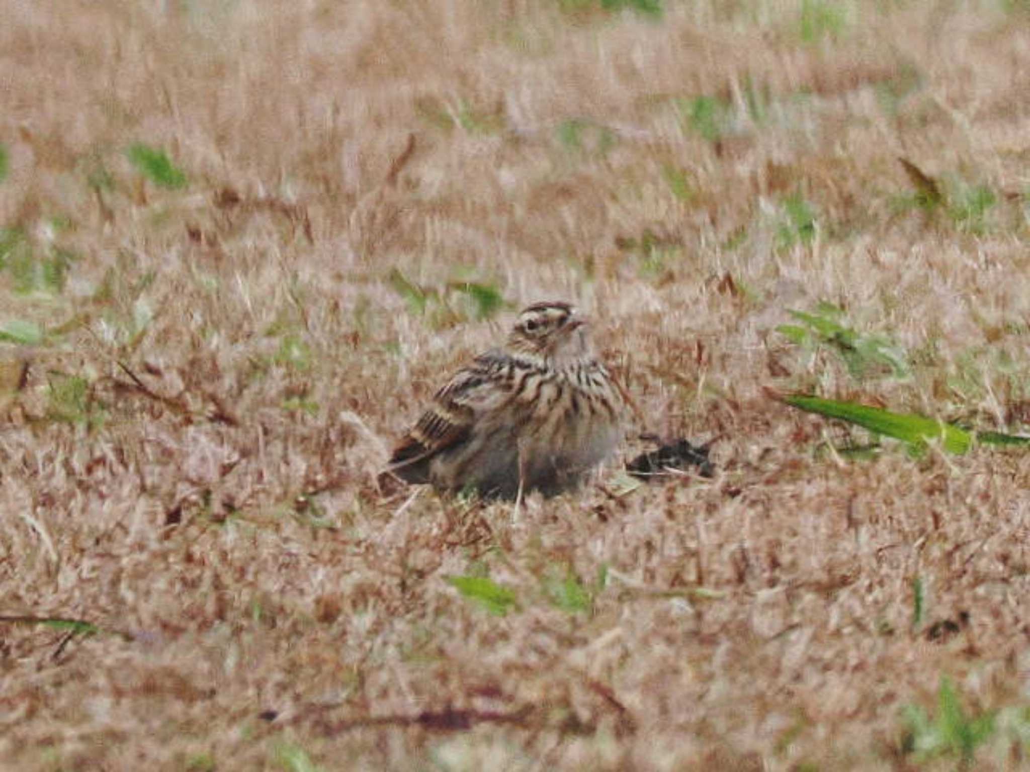 Eurasian Skylark