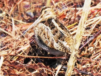 2023年11月26日(日) 久末ダム(福岡県)の野鳥観察記録