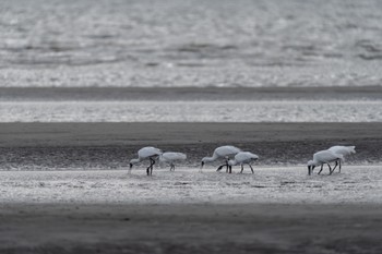 クロツラヘラサギ 葛西臨海公園 2024年2月15日(木)