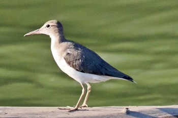 Spotted Sandpiper Puntarenas Port Sun, 2/11/2024