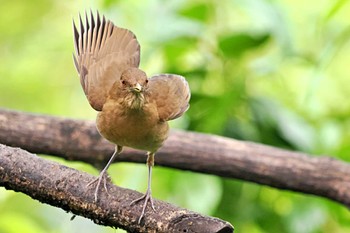 バフムジツグミ Pierella Ecological Garden(Costa Rica) 2024年2月10日(土)