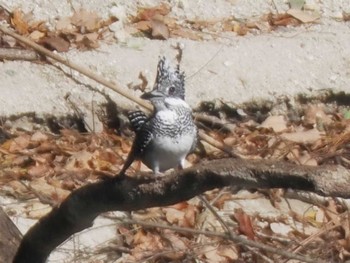 Crested Kingfisher 曲淵ダム(福岡県) Thu, 11/23/2023