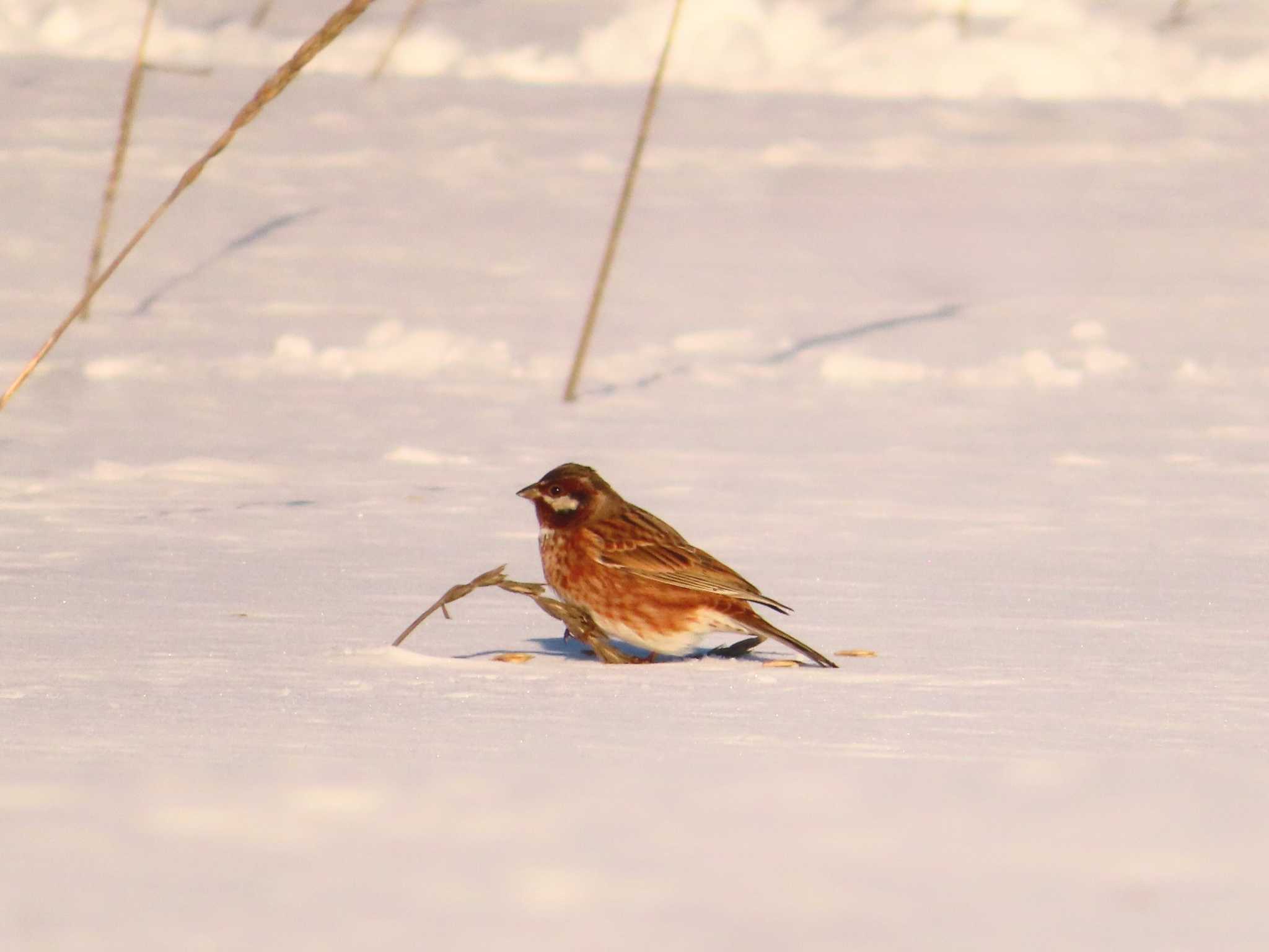 Pine Bunting