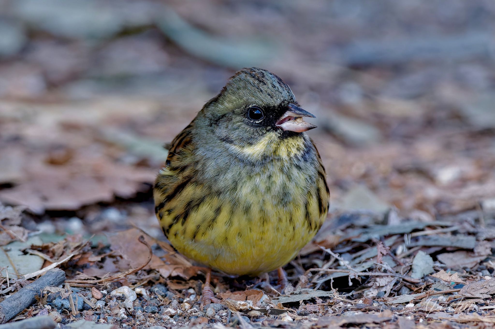 Masked Bunting