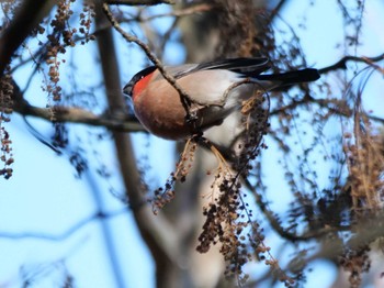 Eurasian Bullfinch(rosacea) 秩父 Tue, 1/30/2024