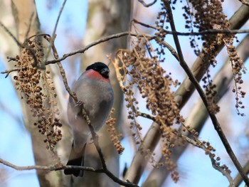 Eurasian Bullfinch(rosacea) 秩父 Tue, 1/30/2024