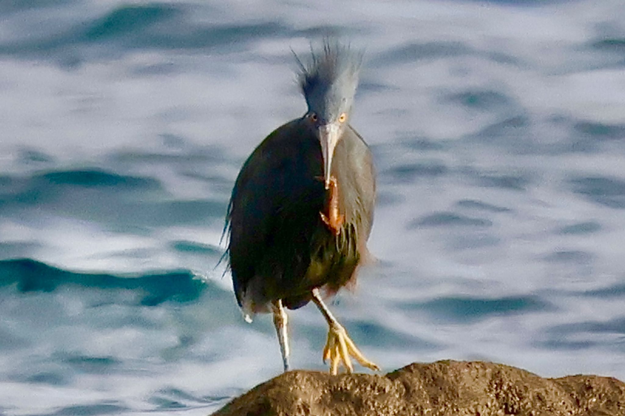 Pacific Reef Heron