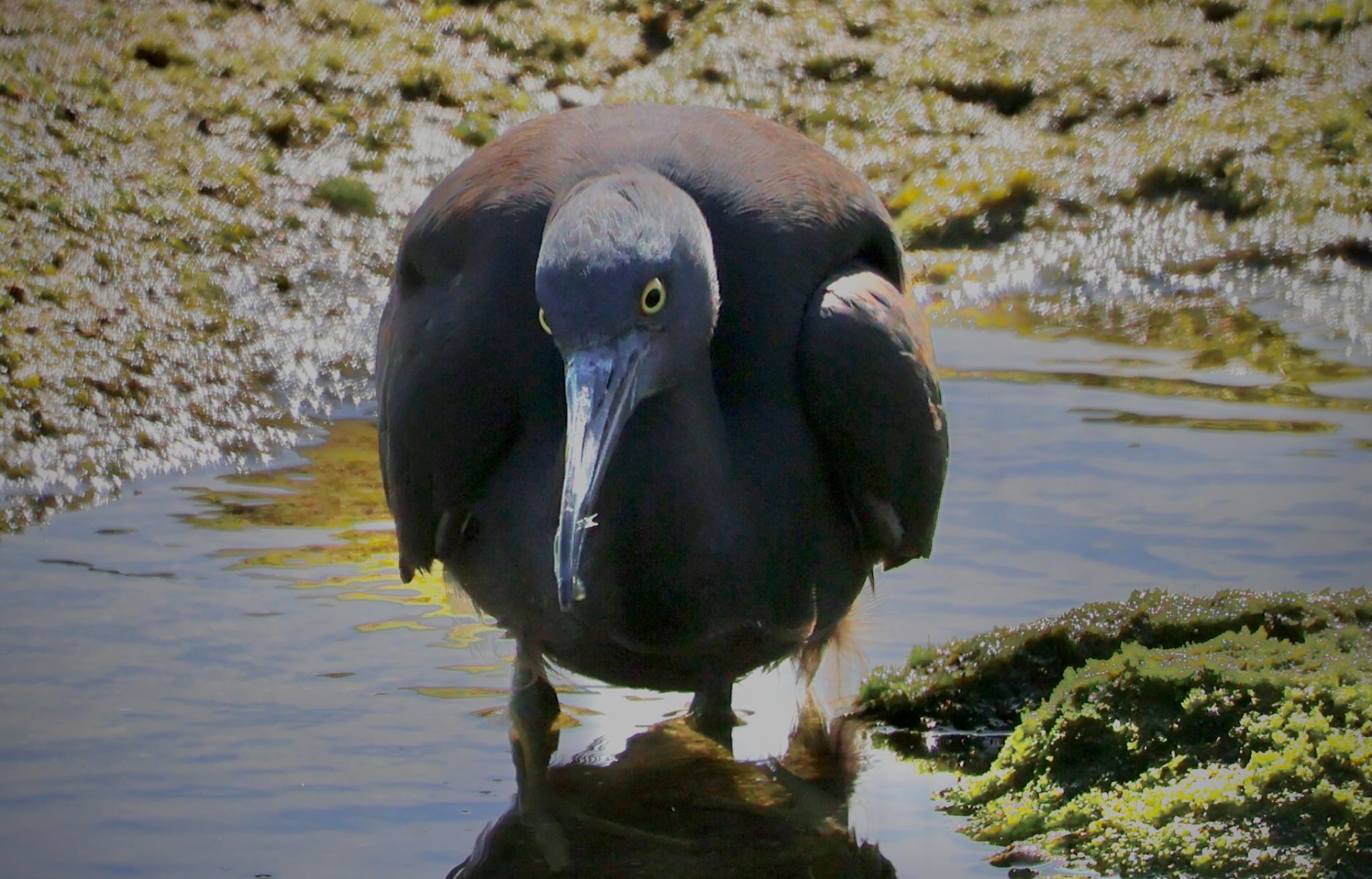 Pacific Reef Heron