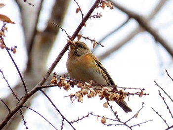 Brambling Koyaike Park Mon, 2/12/2024