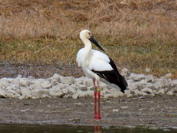 コウノトリ 昆陽池 2024年2月12日(月)